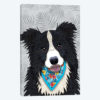 Tropical Border Collie Boy