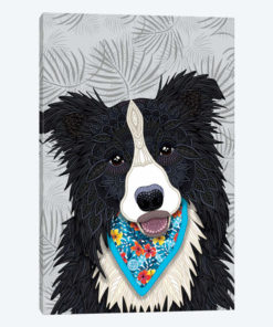 Tropical Border Collie Boy