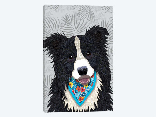 Tropical Border Collie Boy