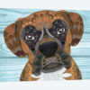 Cute Boxer