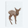 Little Fawn