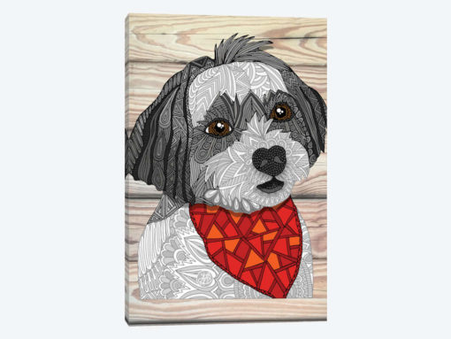 Max The Havanese