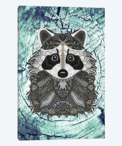 Ornate Raccoon