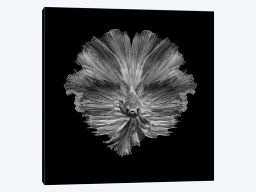 The Flower Of Tail