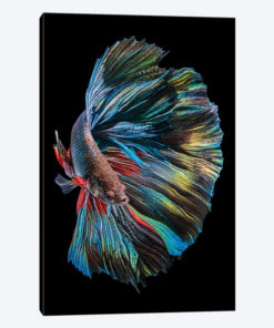 The Betta Fish