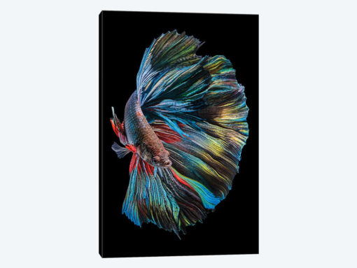The Betta Fish