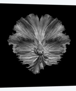 The Flower Of Tail