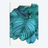 Fast Calathea