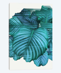 Fast Calathea