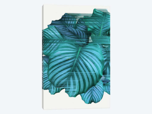 Fast Calathea