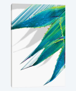 Soaring Agave
