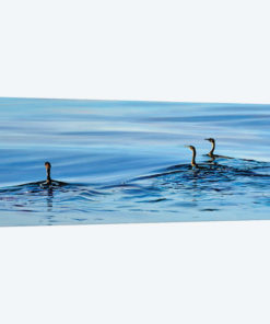 Trois Cormorans