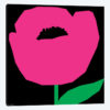 Pink Poppy