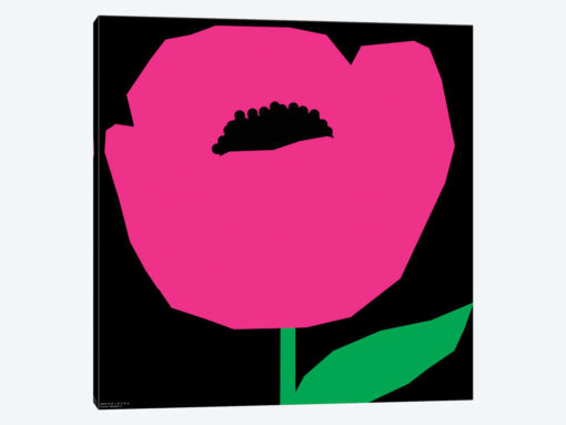 Pink Poppy