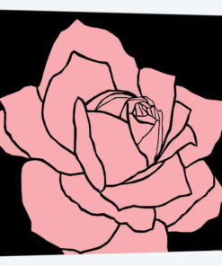 Pink Rose