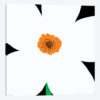 White Flower