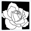 White Rose