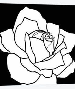 White Rose