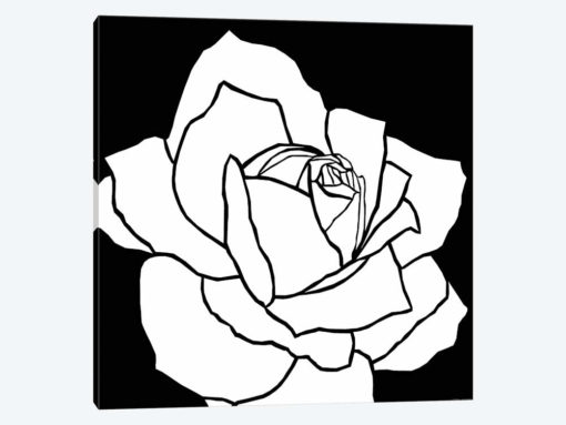 White Rose