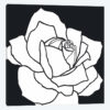 White Rose