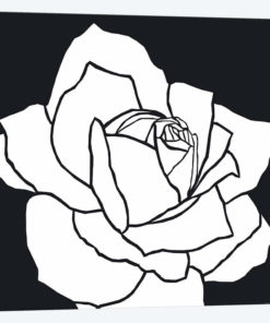 White Rose