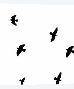 Black Birds