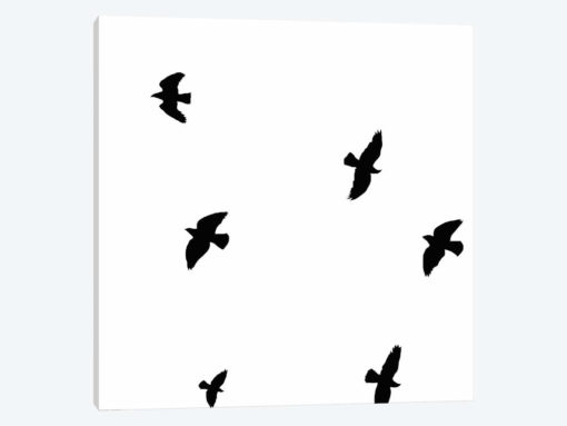 Black Birds