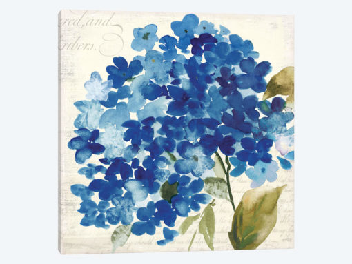 Hampton Hydrangea II