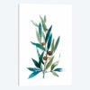 Olive Branch I