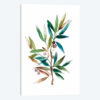 Olive Branch II