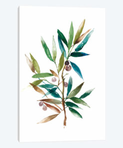 Olive Branch II
