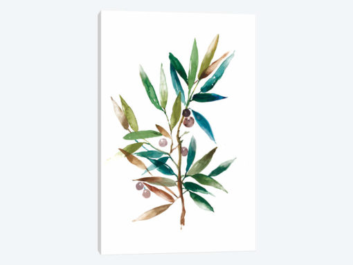 Olive Branch II