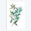 Olive I