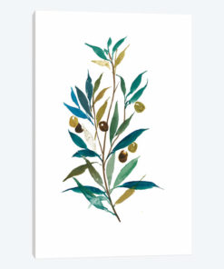 Olive II