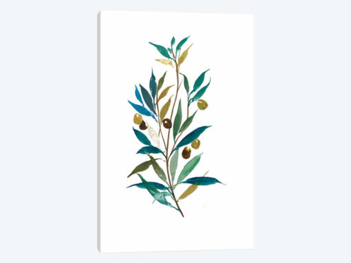 Olive II