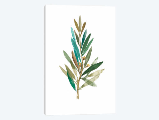 Olive III