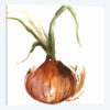 Onion