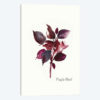 Purple Basil