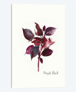 Purple Basil