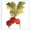 Radish