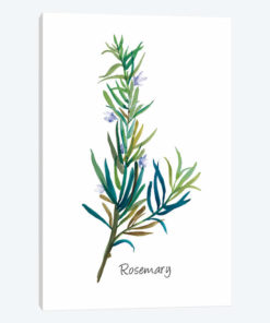 Rosemary I