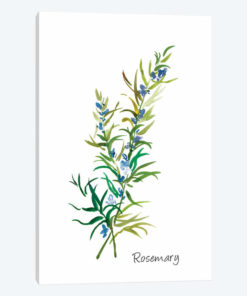 Rosemary II