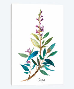 Sage II