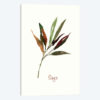Wild Sage
