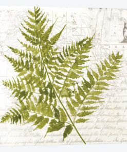 Fern I