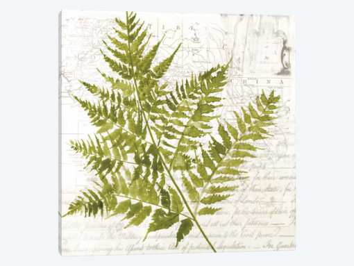 Fern I