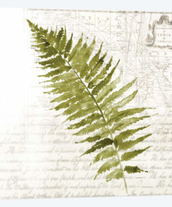 Fern II