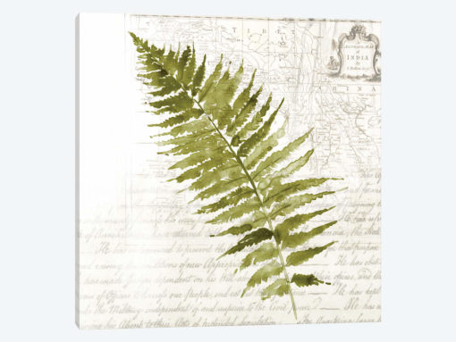 Fern II