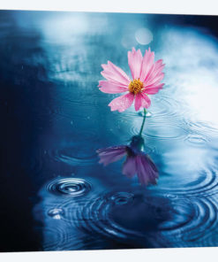 Purity