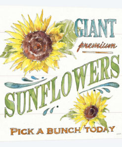 Sunflower Fields IV